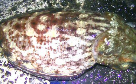 焼津港、石津浜での釣果